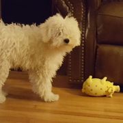 Puli Puppies from Bowmaker Puli Kennel