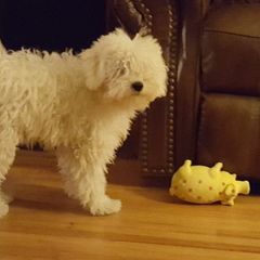 Puli Puppies from Bowmaker Puli Kennel