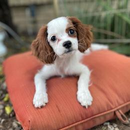 Susie Bleach - Blenheim female Cavapoo puppy in Phoenix, Arizona from Larisa's Cavaliers