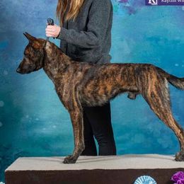 Belgian Malinois and Dutch Shepherds from Berserkermalinoiskennel