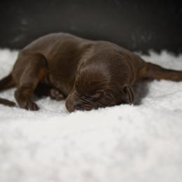 Doberman Pinscher Puppies from Warsong Dobermann