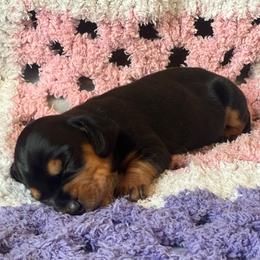 Bonnie - Black and tan female Dachshund puppy in Vevay, Indiana from Works Farm Dachshunds