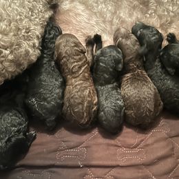 Poodle Puppies from S. E. Standard Poodles