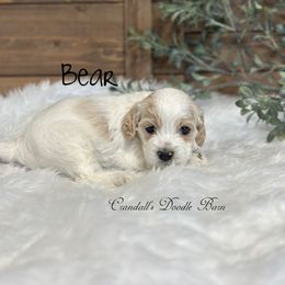 Bear - Buff and white male Cockapoo puppy in Payson, Utah from Crandall’s Doodle Barn