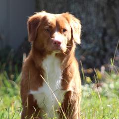French Bulldogs and Nova Scotia Duck Tolling Retrievers from Folklore Den