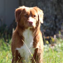 French Bulldogs and Nova Scotia Duck Tolling Retrievers from Folklore Den