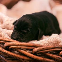 Fig - Black female Labrador Retriever puppy in Sweet Home, Oregon from Knotty Creek Labradors
