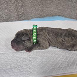 Green collar - Gray brindle female Cane Corso puppy in Fritch, Texas from Carrie Brown's Cane Corsos