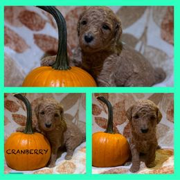 Girl 3 - Cream Poodle puppy in Knoxville, Tennessee from A Goldendoodle Dream