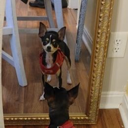 Chihuahuas from Puppy Miles