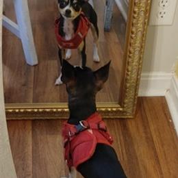 Chihuahuas from Puppy Miles