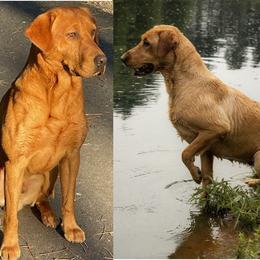 Labrador Retriever puppies from Dan's Labrador Retrievers