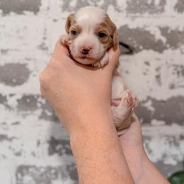 Waffle - Blenheim male Cavapoo puppy in Mayo, Florida from Kingston’s Cavaliers