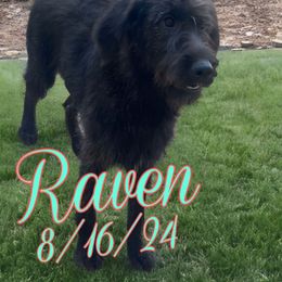 Raven - Black and tan female Assorted Doodle Crosses puppy in Warrenton, Missouri from Pawsome Poodles and Doodles