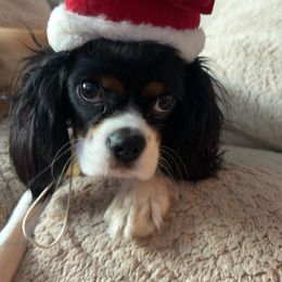 Cavalier King Charles Spaniel Puppies from Heavenly Cavaliers