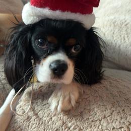 Cavalier King Charles Spaniel Puppies from Heavenly Cavaliers