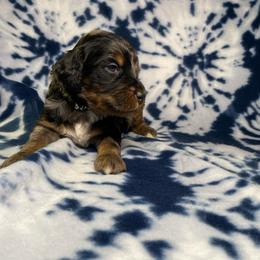 Milo - Merle male Bernedoodle puppy in Battle Creek, Michigan from T-Rose’s Bernedoodle & Pomsky Puppies