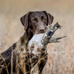 Labrador Retrievers from Big N Kennels, LLC