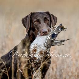 Labrador Retrievers from Big N Kennels, LLC