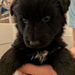 Blue collar - Black seal male German Shepherd puppy in Garrett, Indiana from Devil-Dog Shepherds