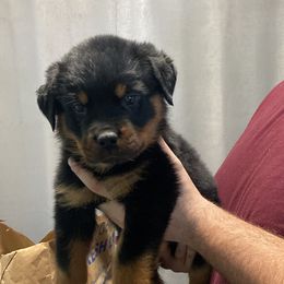 Boy 2 - Black and mahogany Rottweiler puppy in Detroit, Michigan from Dark Storm Kennels