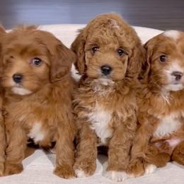 Goldendoodle Puppies from Designer doodles
