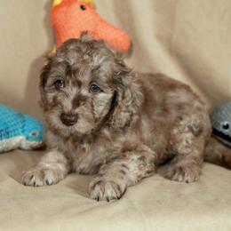 Nike - Brown merle female Aussiedoodle puppy in Colonial Beach, Virginia from Bristol Mine Kennels
