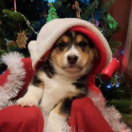 Pembroke Welsh Corgi Puppies from Iron Moss Ranch