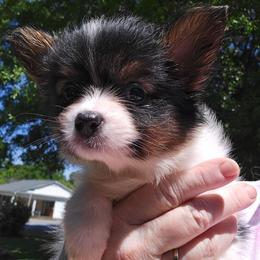Girl 1 - White black and tan female Papillon puppy in Forest City, North Carolina from Eastern Papillions