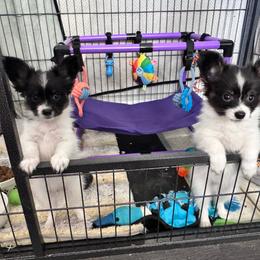 Sailor - White black and tan male Papillon puppy in Lexington, South Carolina from Heather's Papillons