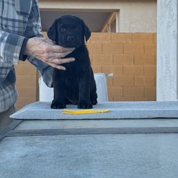 Yellow Boy - Black Labrador Retriever puppy in Buckeye, Arizona from Foothills Labrador Retrievers