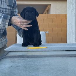 Yellow Boy - Black Labrador Retriever puppy in Buckeye, Arizona from Foothills Labrador Retrievers