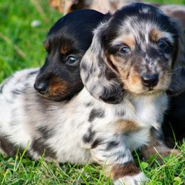 Dachshund Puppies from Mom's Dachshunds
