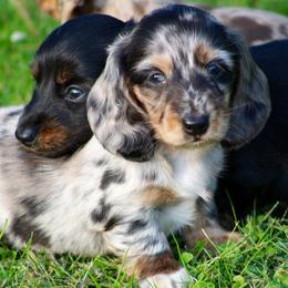 Dachshund Puppies from Mom's Dachshunds