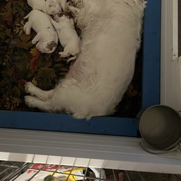 Clumber Spaniel Puppies from Briton Clumber Spaniels