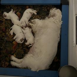 Clumber Spaniel Puppies from Briton Clumber Spaniels
