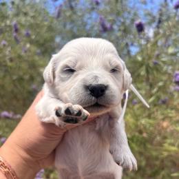 White (3700) - Light golden female Golden Retriever puppy in Pahrump, Nevada from Southern Nevada Goldens
