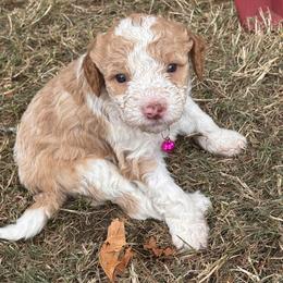 Pink - Orange roan female Lagotto Romagnolo puppy in Alsea, Oregon from Stan and Merrie's Lagotto Romagnolo