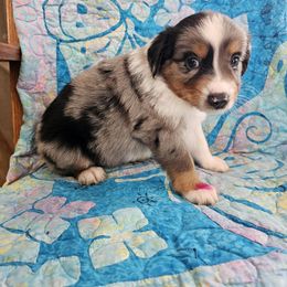 Prince Ryder - Blue merle male Miniature Australian Shepherd puppy in Dunnellon, Florida from Ever After Mini Aussies