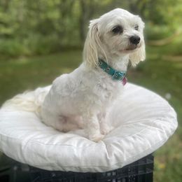 Maltese All Grown Up from Mia Lucky Maltese