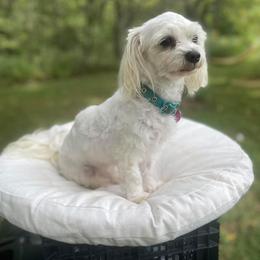 Maltese All Grown Up from Mia Lucky Maltese