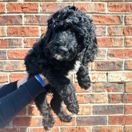 Aussiedoodle, Bernedoodle, Goldendoodle, and Poodle Puppies from Kingsfield Doodles