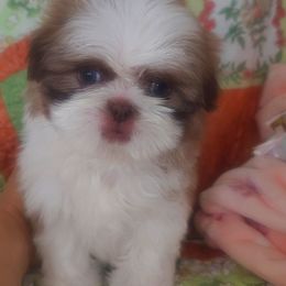 Shih Tzu Puppies from Shantii's Shih Tzu's
