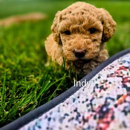 Indy - Apricot female Goldendoodle puppy in Red Oak, Iowa from Fisher Pups-Stay Golden with a Doodle