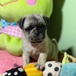 Coco Chanel - Brindle female Pug puppy in Hesperia, Michigan from Manistee Farms