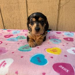 Dapple shorthair male - Dapple male Dachshund puppy in Manteca, California from Sweet and Low Dachshunds