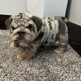 Bulldog Puppies from Gavier’s Classy Bulldogs
