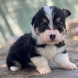 Taz fluffy (gold) - Black and tan male American Corgi puppy in East Oakdale, California from Rhettro Kennels