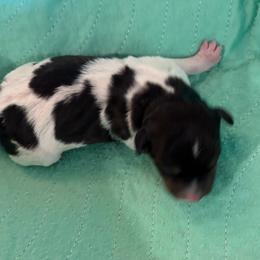Topaz - Black white and tan male Rat Terrier puppy in Savoy, Texas from Rockin EZ Rat Terriers