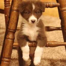 Border Collie, English Setter, and Miniature American Shepherd Puppies from First Harmony Farms